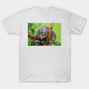 Koala At Rest T-Shirt